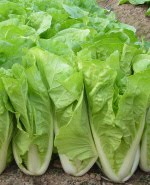 [QingdaoExpress_2.jpg]