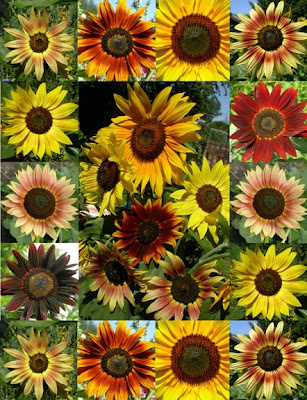 color sunflower