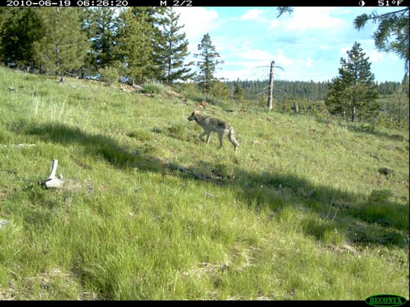 Adult wolf from the Imnaha pack (ODFW Photo) Adult wolf from the Imnaha pack (ODFW Photo)