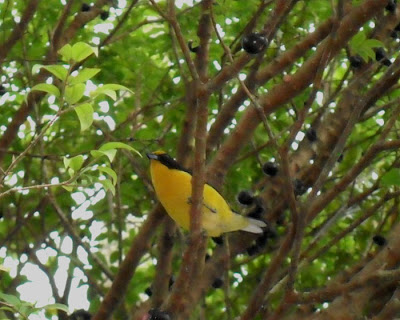 observar passaros Euphonia violacea