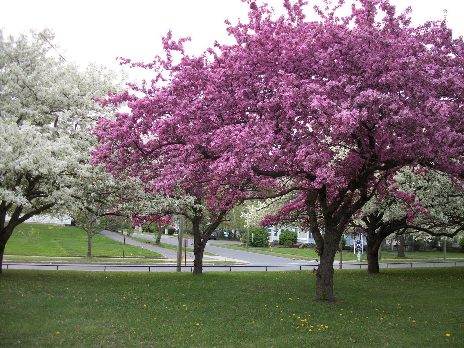 Writing Straight from the Heart Trees in Bloom