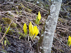 Skunk Cabbage