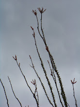 Ocotillo