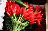 [Venice-peppers.JPG]