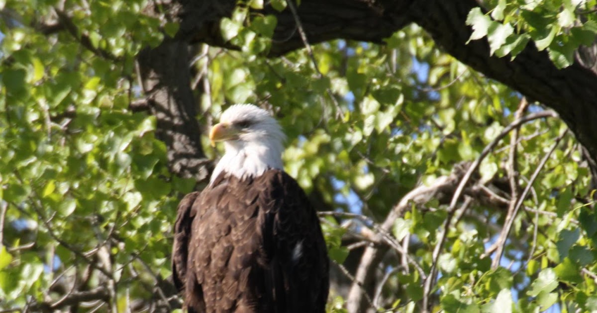 Michigan Exposures More Pictures of the Eagles
