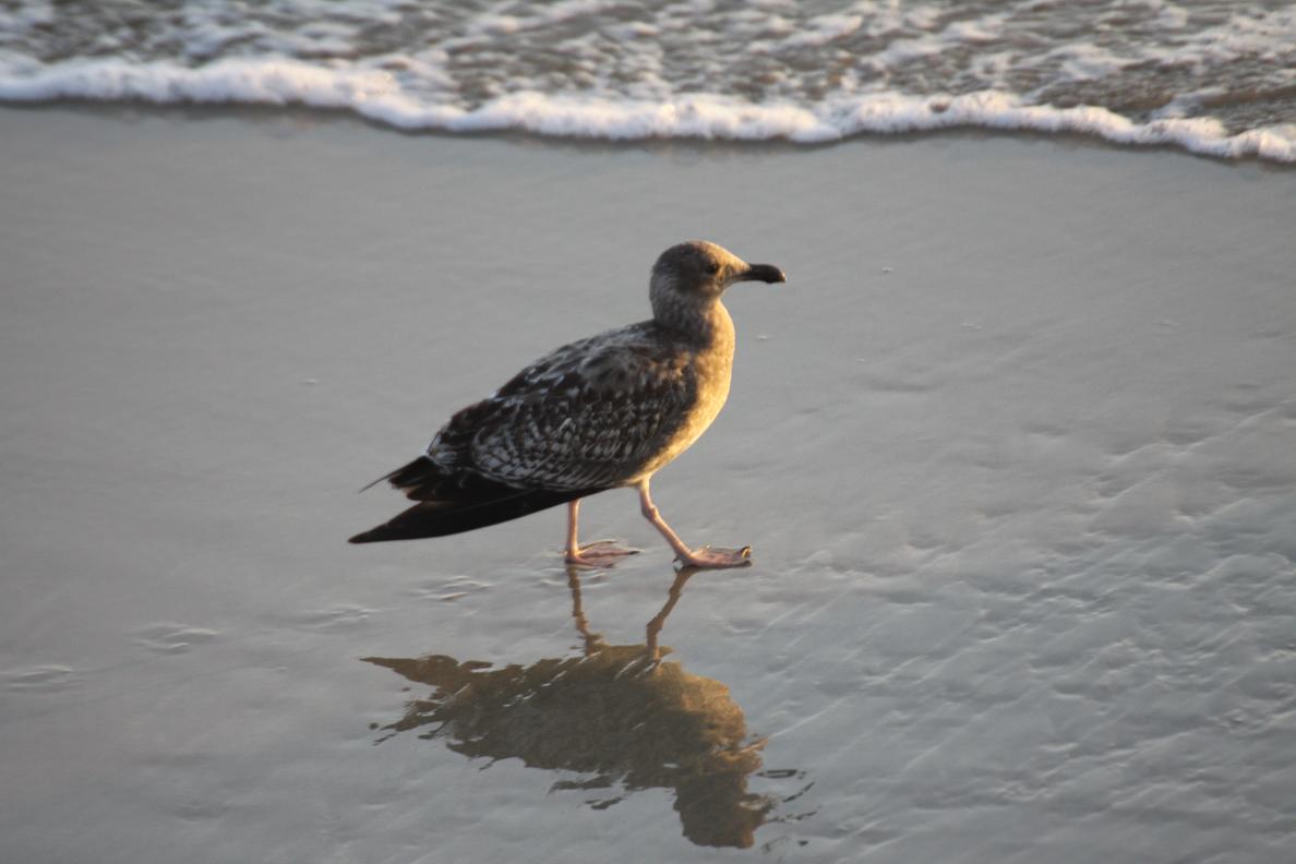 Ocean Birds Pictures
