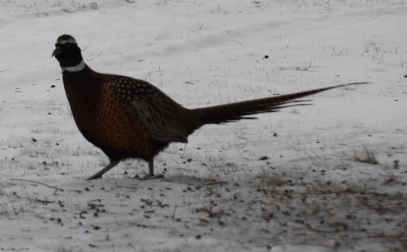 Michigan Exposures Some Pheasants