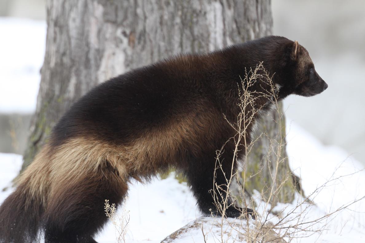 Michigan Exposures Wolverines at the Zoo