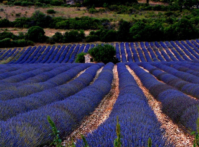 A Brit in Tennessee Lovely Lavender