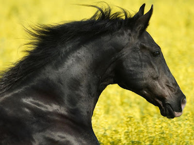 Galeria com 35 belas e diferentes raças de cavalos