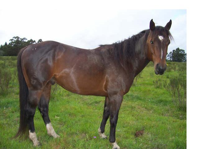 caballo 1/4 de milla Pedigee