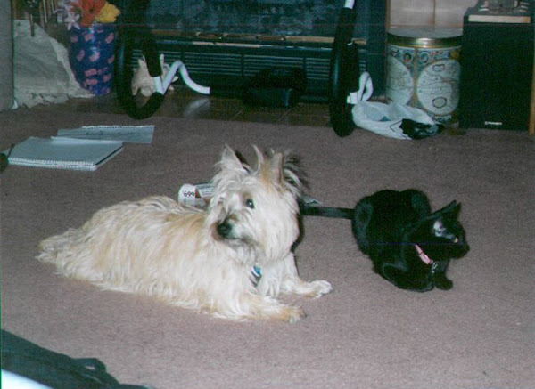 Sadie and my Cousin Taz