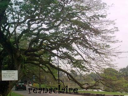 [tree1.jpg]
