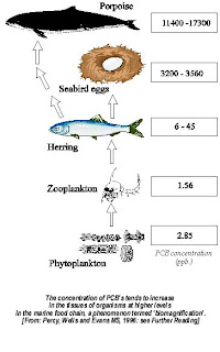 Bioaccumulation Pyramid