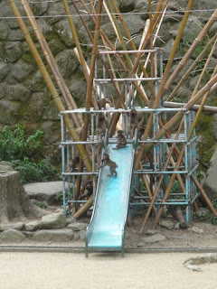 人間の子供の保育園と何も変わらない風景です。キャッキャ言ってますw