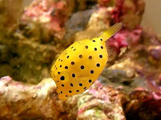 ミナミハコフグの幼魚。体長約3cmくらいかな、これで。