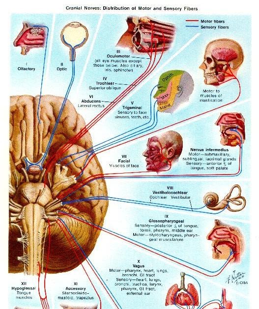 brucekanp2: Cranial Nerves