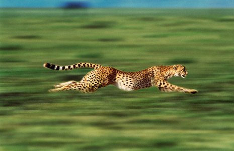 essay on wildlife photography essay on wildlife photography