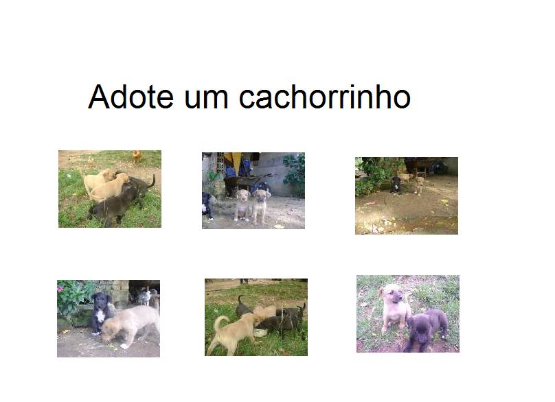 [caes.jpg]