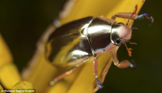 gambar binatang - foto kumbang