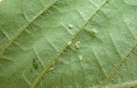 Soybean Aphids