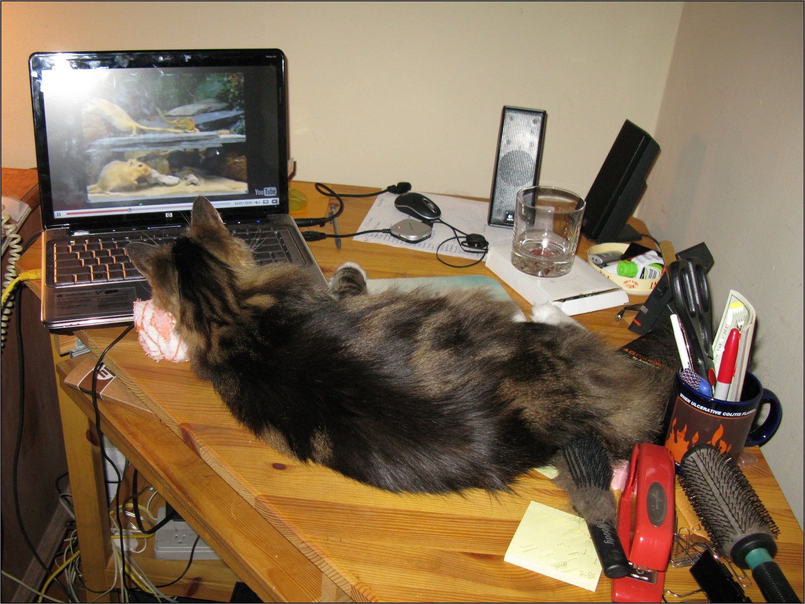 [cat_cinema_by_theeerin_from_flickr_cc-sa.jpg]