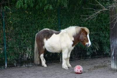 charley_the_shetland_pony_bowling__by_deep_frozen_shutterbug_from_flickr_cc-nc.jpg