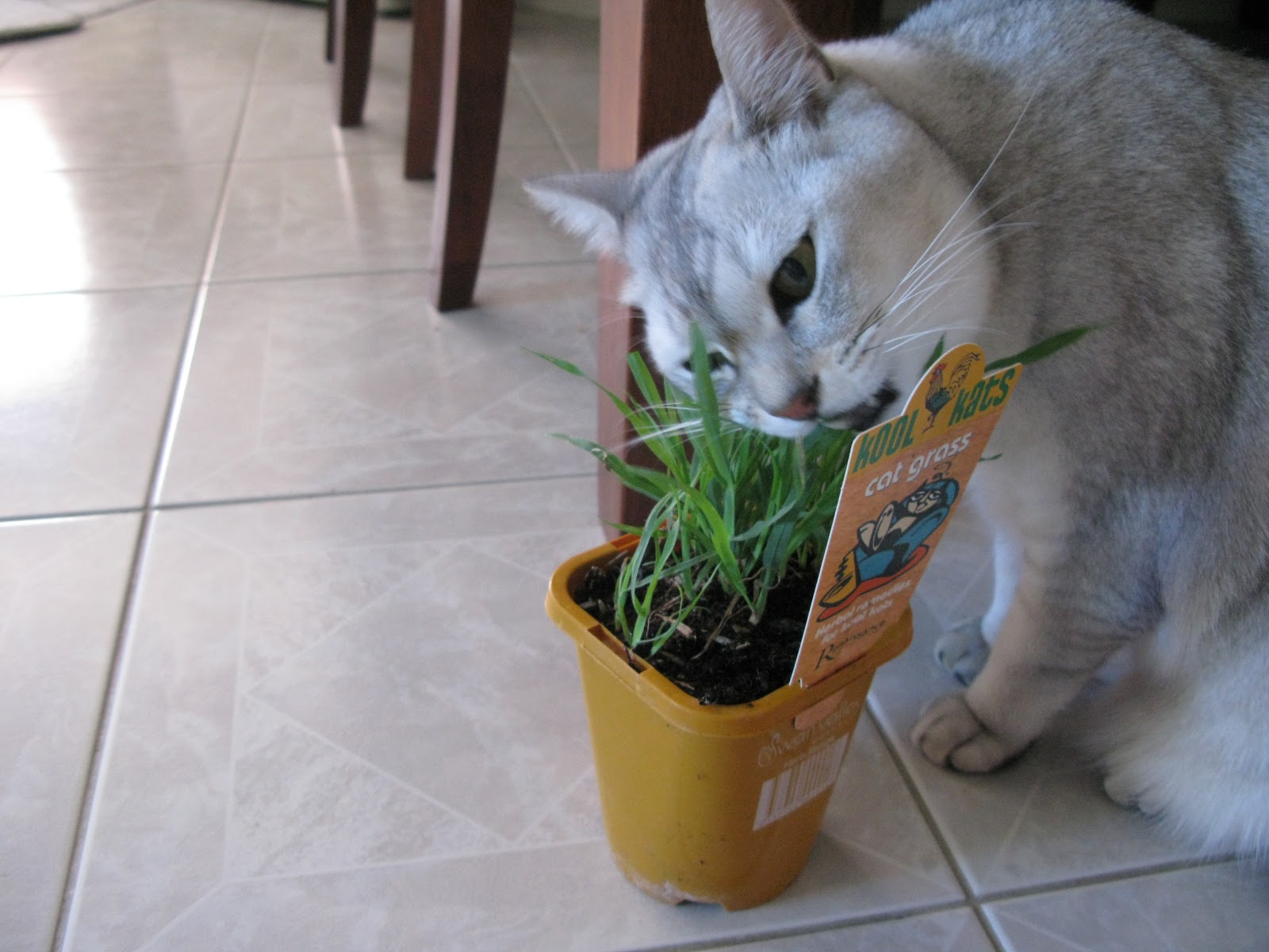 Revolution Cat Medicine Review Revolution Cat Medicine Review