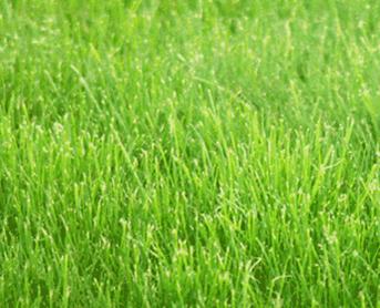 Ants In Grass