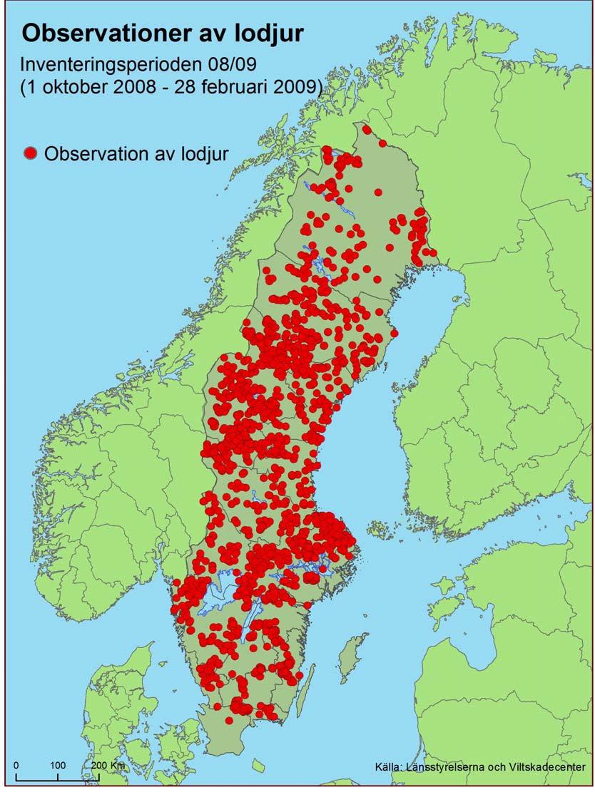 [lodjursobs08-09.bmp]
