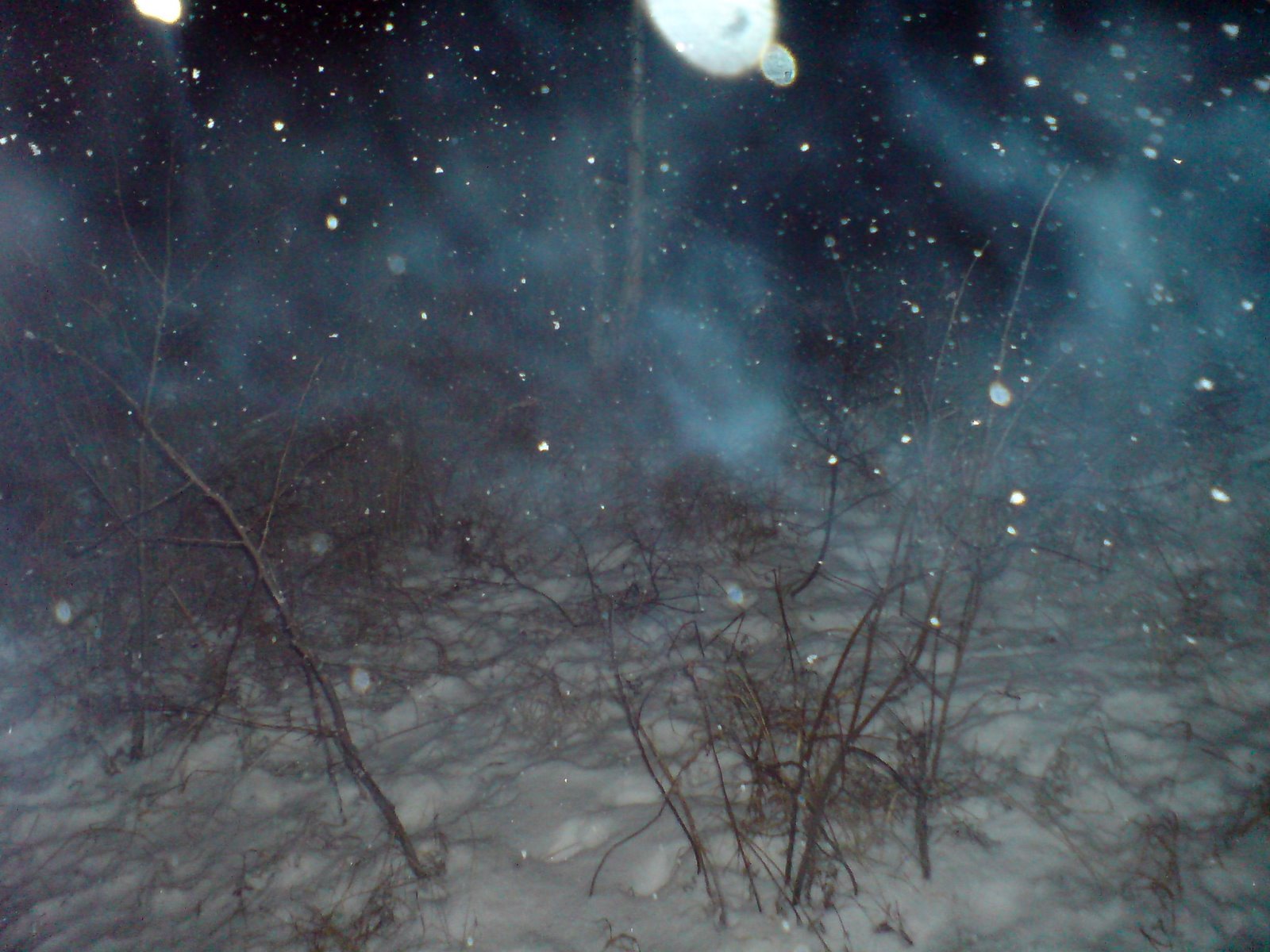 [snöfall+buskar.JPG]