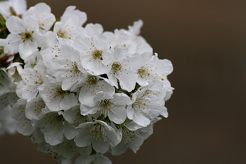 fleurs+de+cerisier(2).jpg