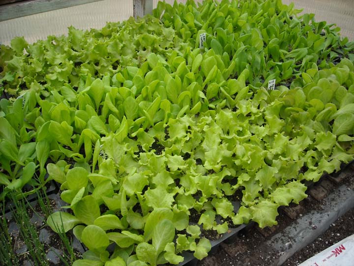 [lettuce+031510.JPG]
