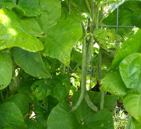 [rattlesnake+bean+0808.jpg]