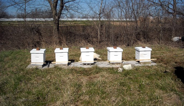 [bee+hives+0409.JPG]