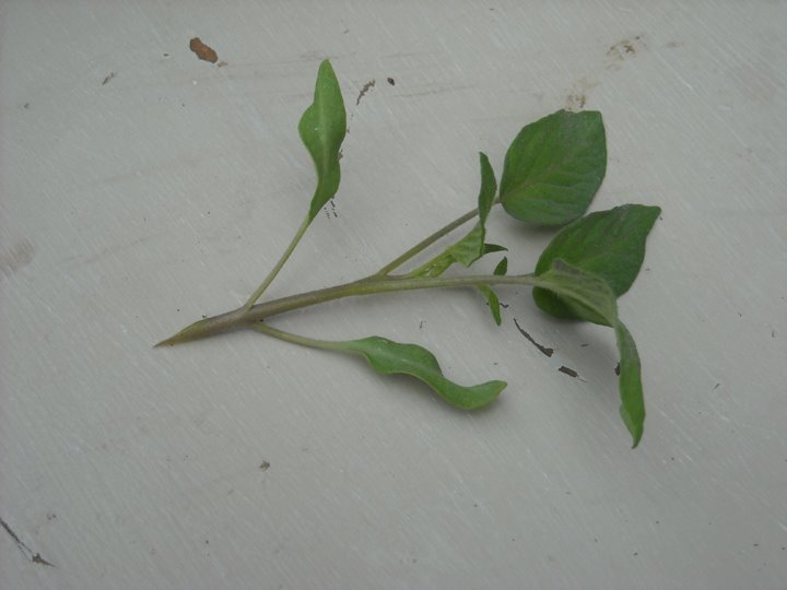 [grafting+tomato+6.JPG]