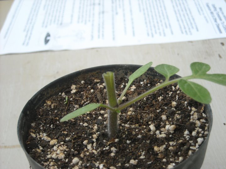 [grafting+tomato+4.JPG]