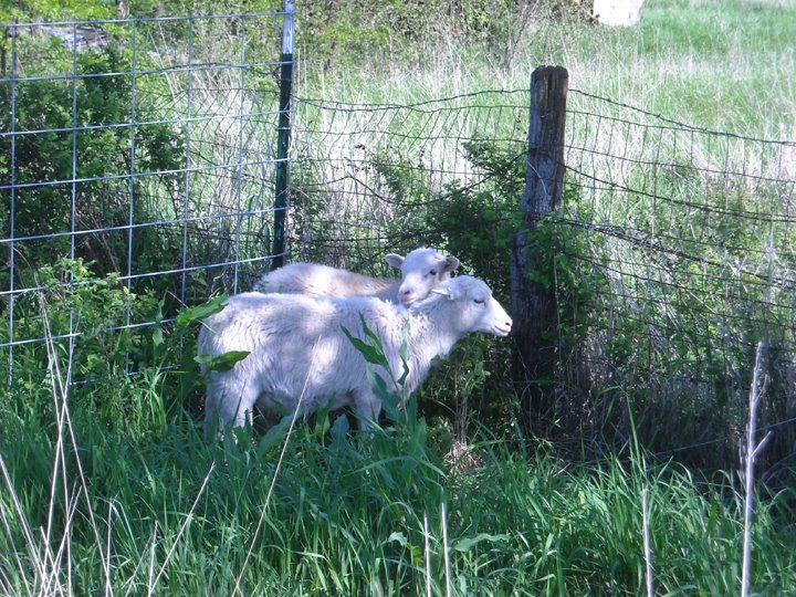 [sheep+0509.JPG]