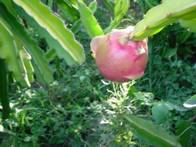 Dragon+fruit+plant+how+to+grow