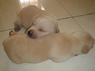 Golden boy and girl