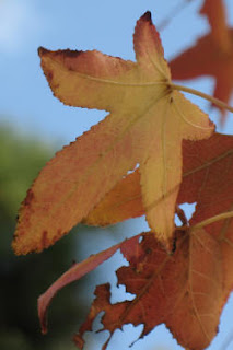 Fall Leaf on Tree (yellow,orange)