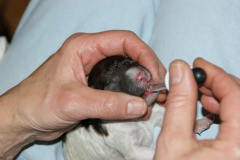 [pup+3+suikerwater.JPG]