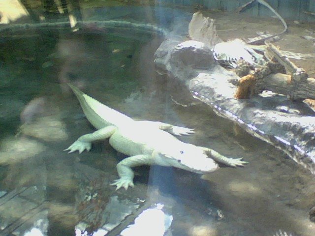 [White+Crocodile.JPG]
