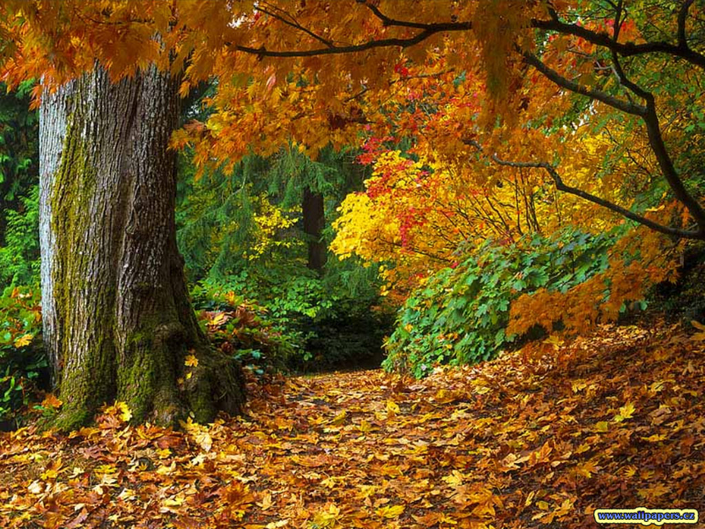 http://4.bp.blogspot.com/_I_y1QnYxaVQ/TLytC6z4M7I/AAAAAAAAAEA/cuFy_1HwORM/s1600/fall-of-autumn-leaves-wallpaper.jpg