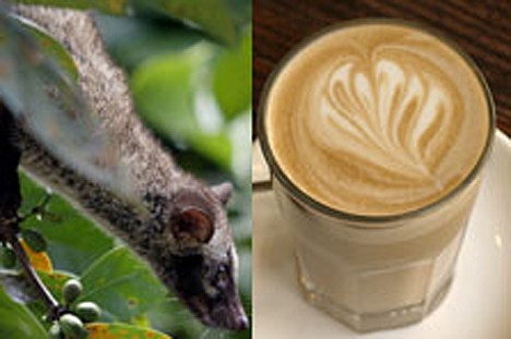Luwak Coffee Luwak Coffee