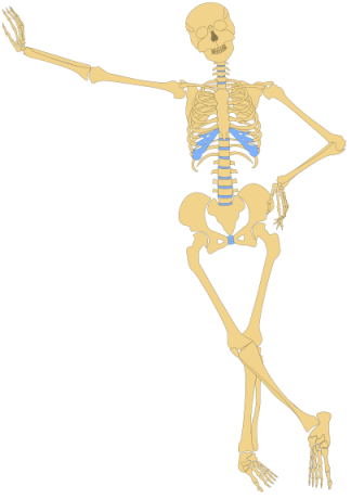 the same case/skeleton but the same case/skeleton but