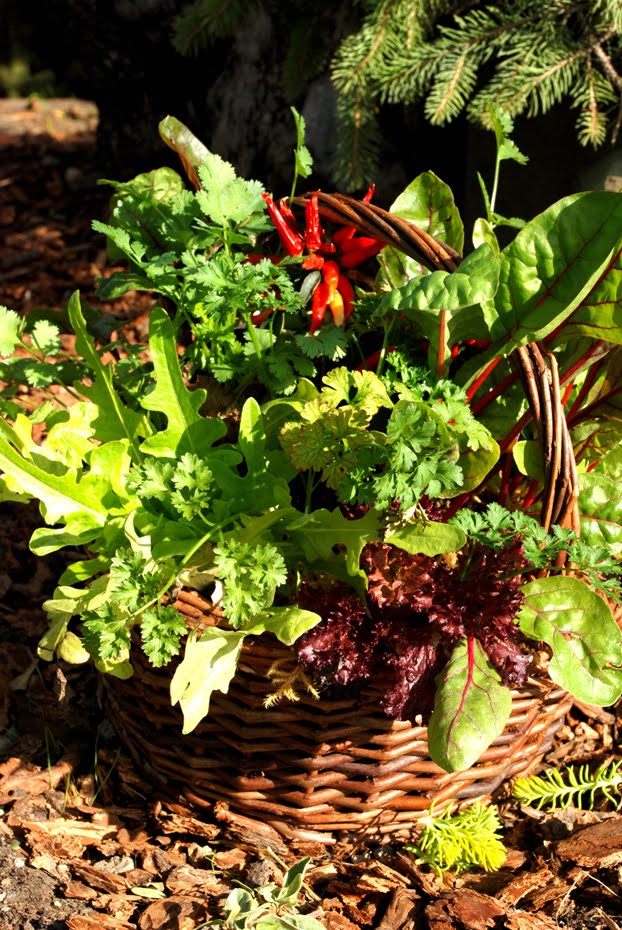 [salad+basket.jpg]