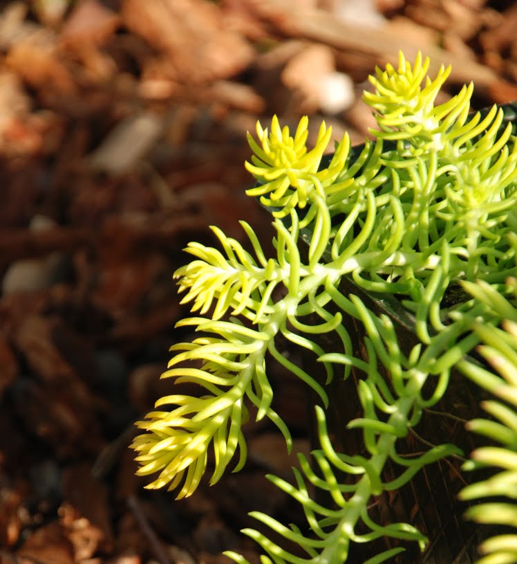 [sedum+angelina.jpg]