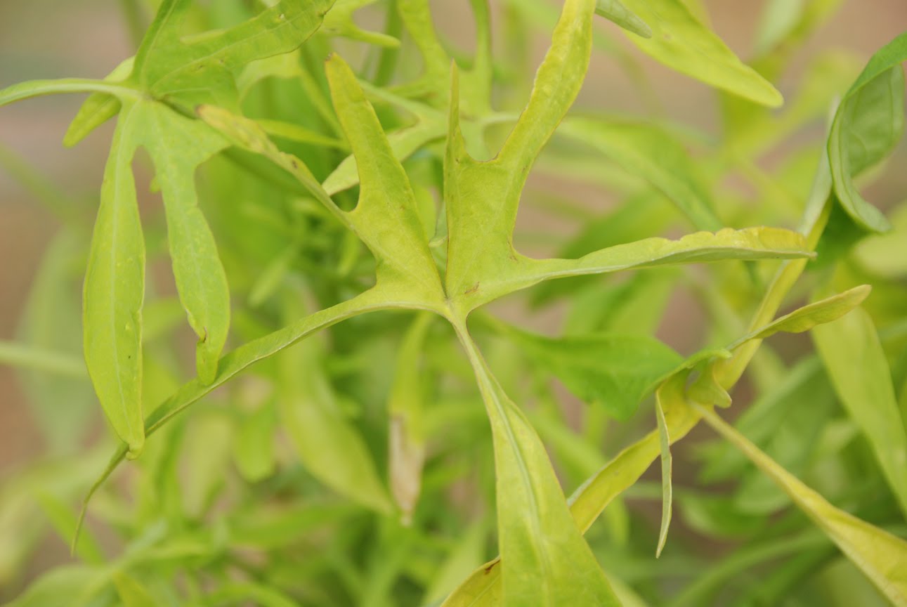[ipomoea+illusion+emerald+lace.jpg]