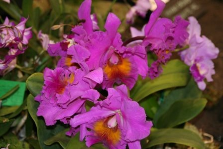 [orchid+2.JPG]